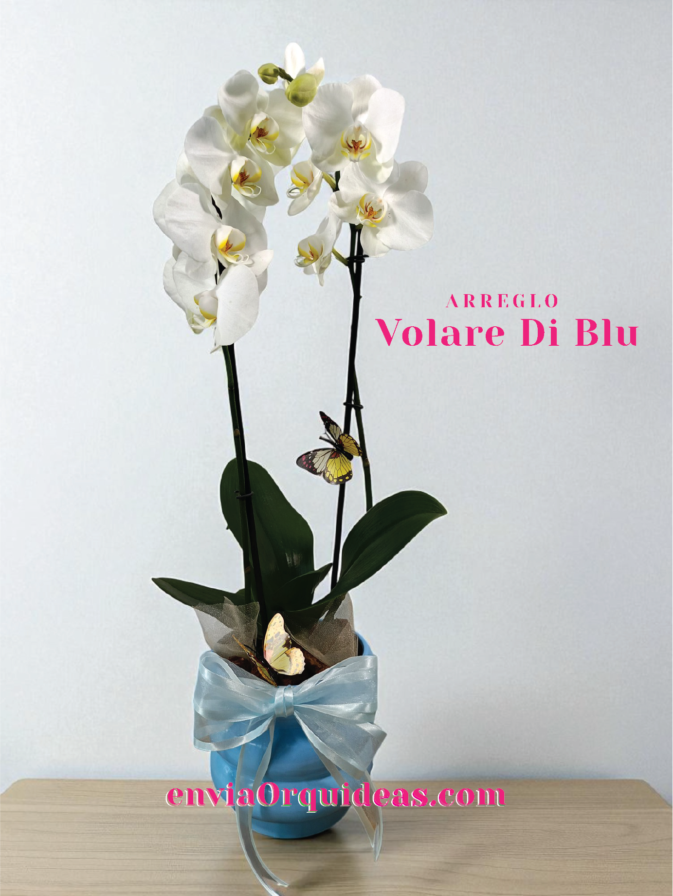 AU-003 Volare Di Blu Orquidea