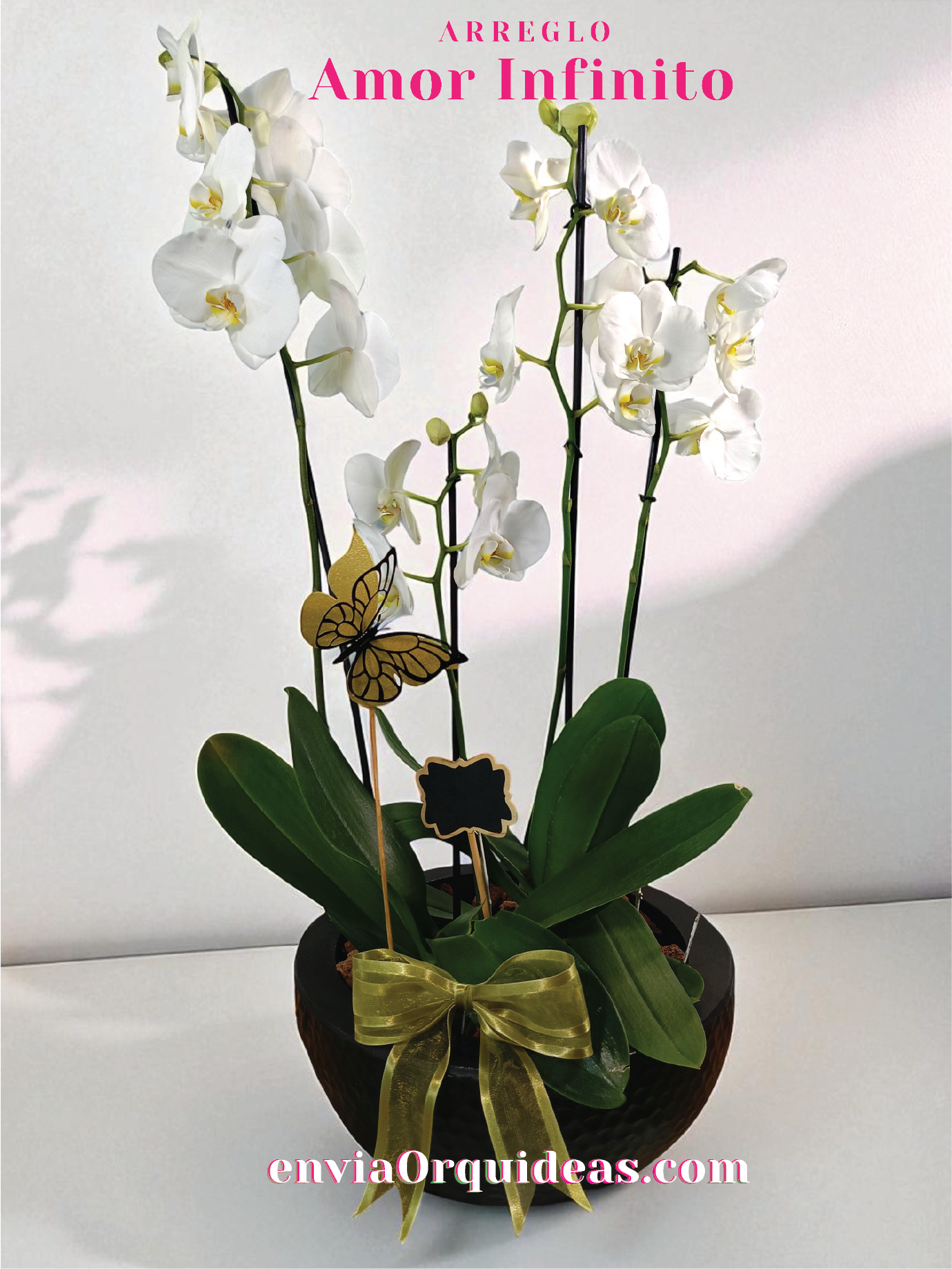 AU-007 Amor infinito Orquídeas Multi