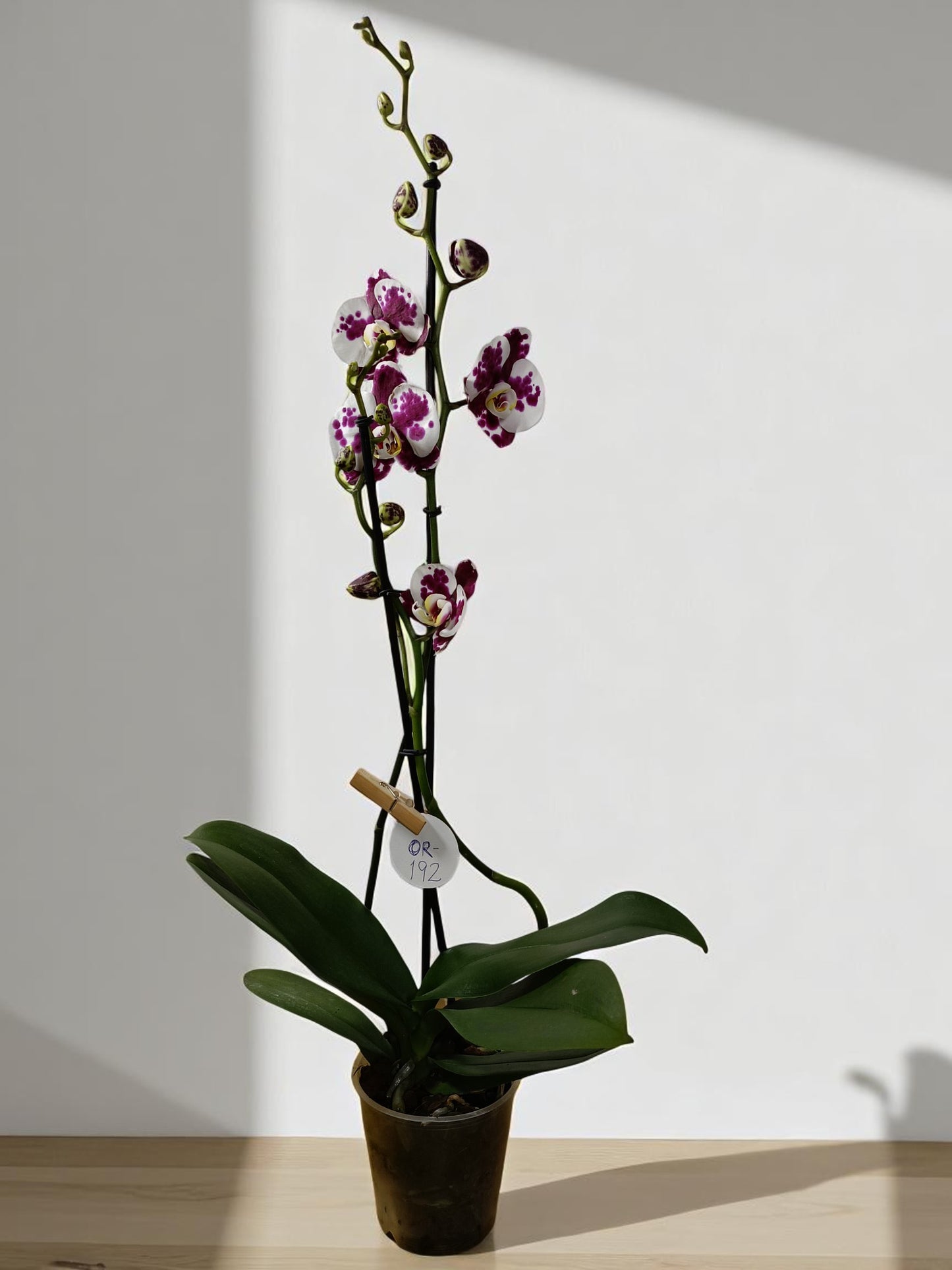 OR-192 Phalaenopsis alta blanca moteado purpura