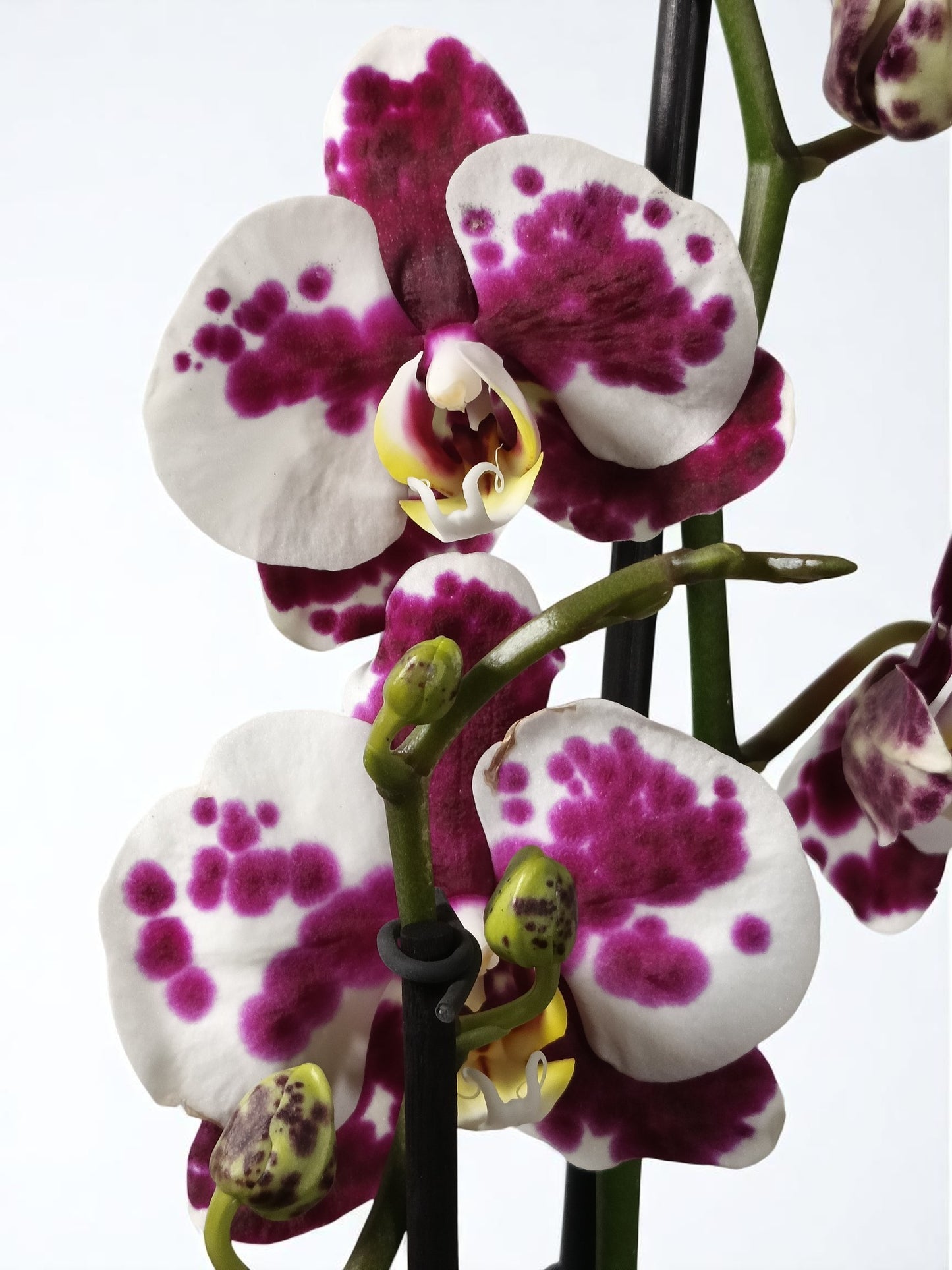 OR-192 Phalaenopsis alta blanca moteado purpura