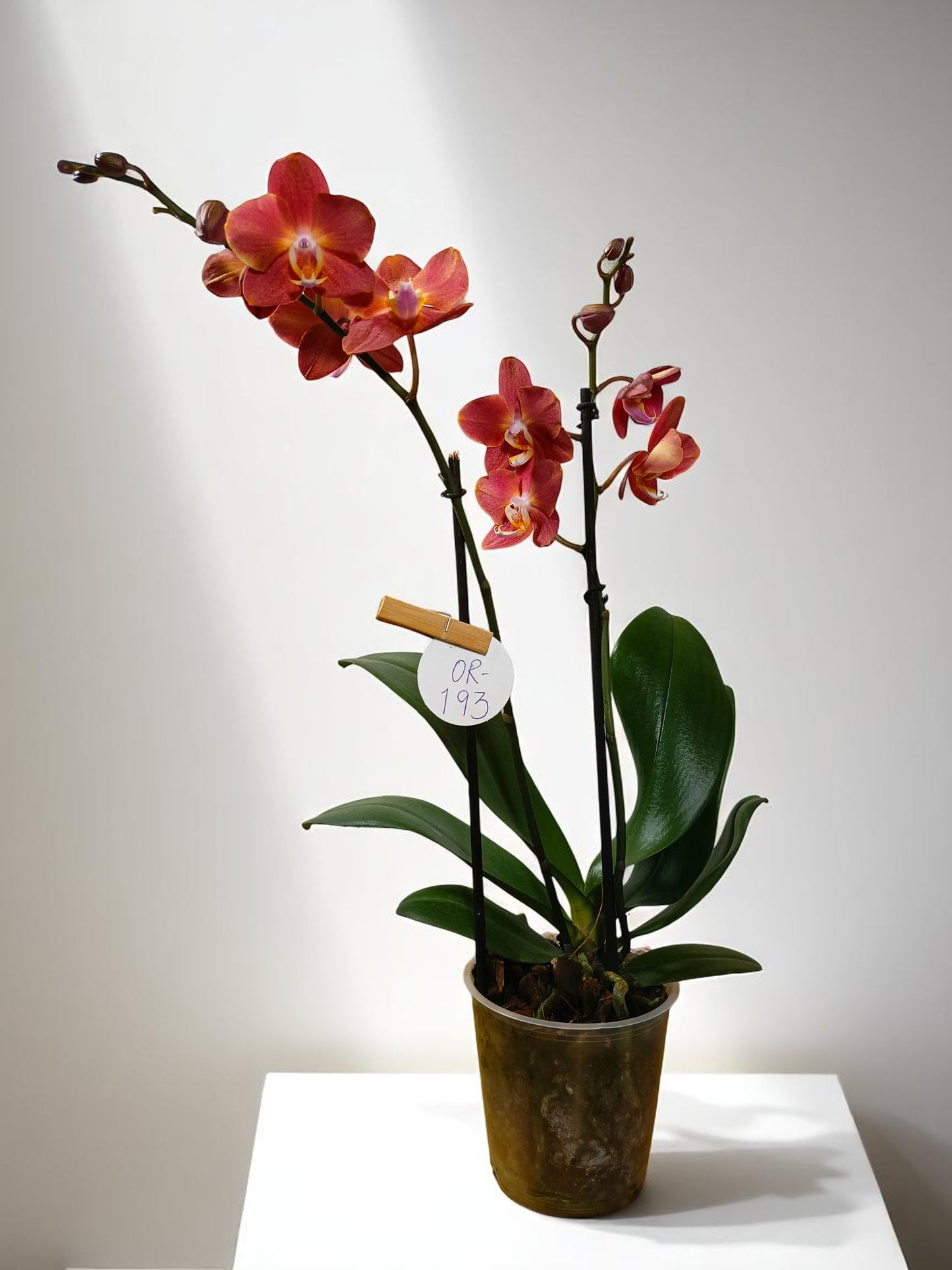 OR-193 Phalaenopsis flor durazno