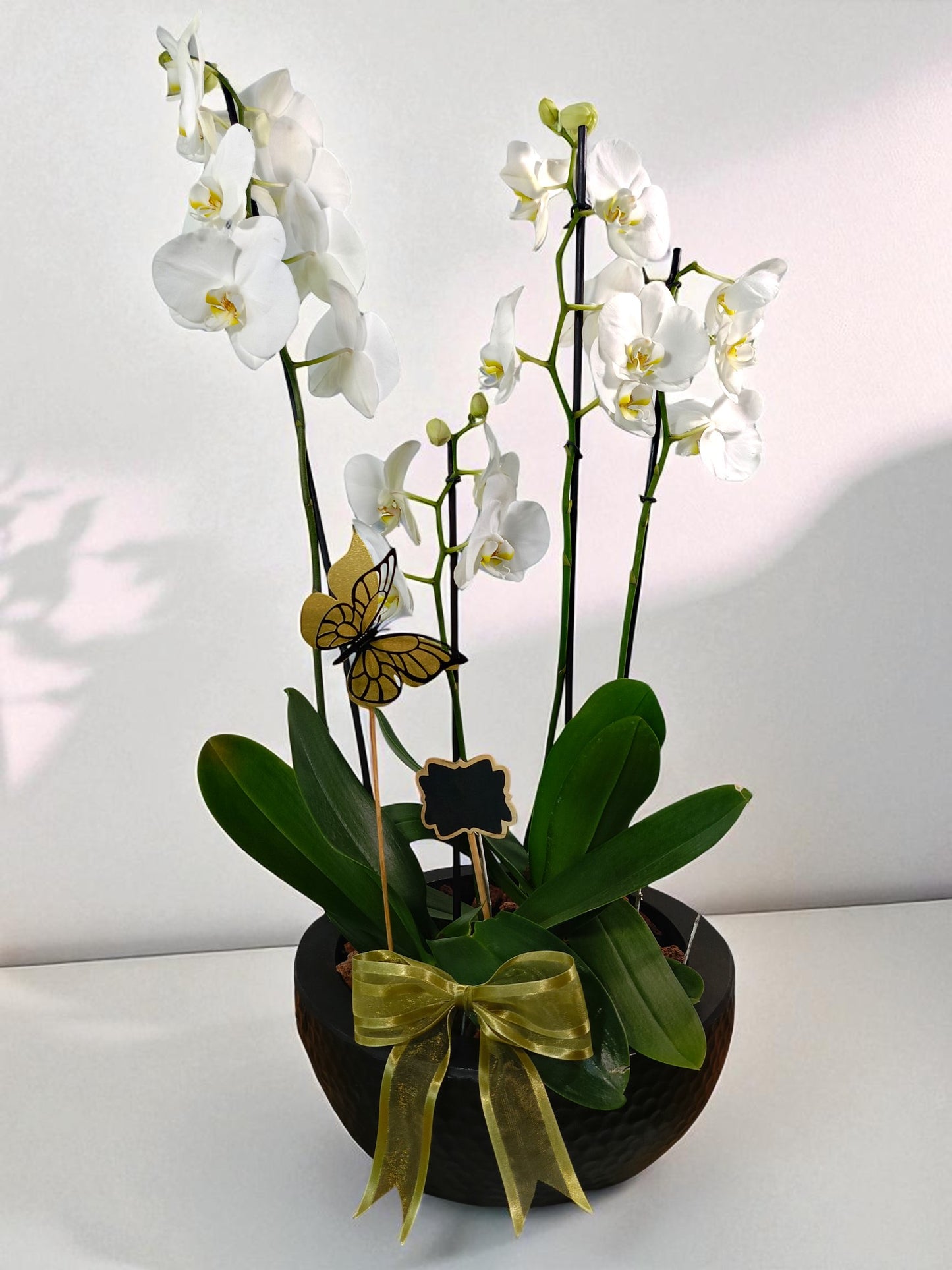 AR-149 Arreglo tazón chocolate phalaenopsis rosas