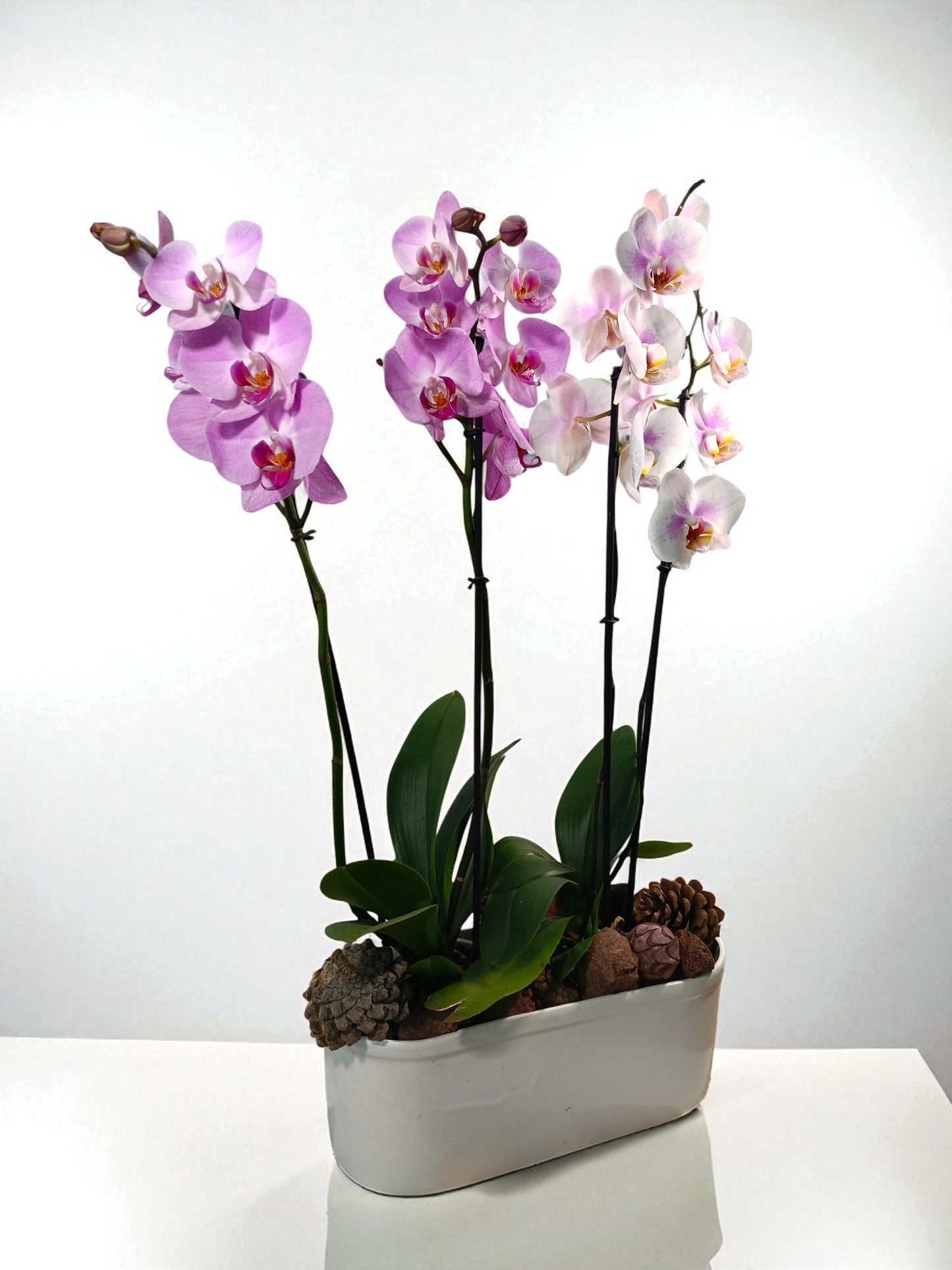 AR-003 Arreglo Base Jardinera Ceramica