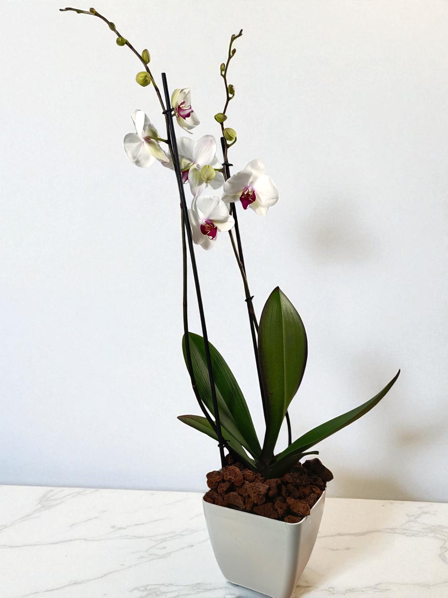 OR-IND Blanca con centro fiuscia Orquidea Phalaenopsis Individual