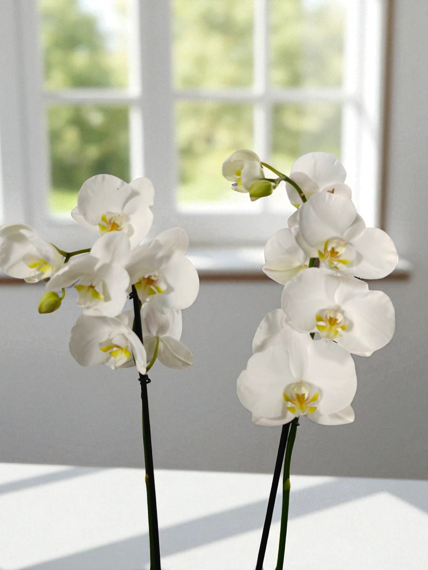 OR-IND Orquidea Blanca centro amarillo Phalaenopsis flores