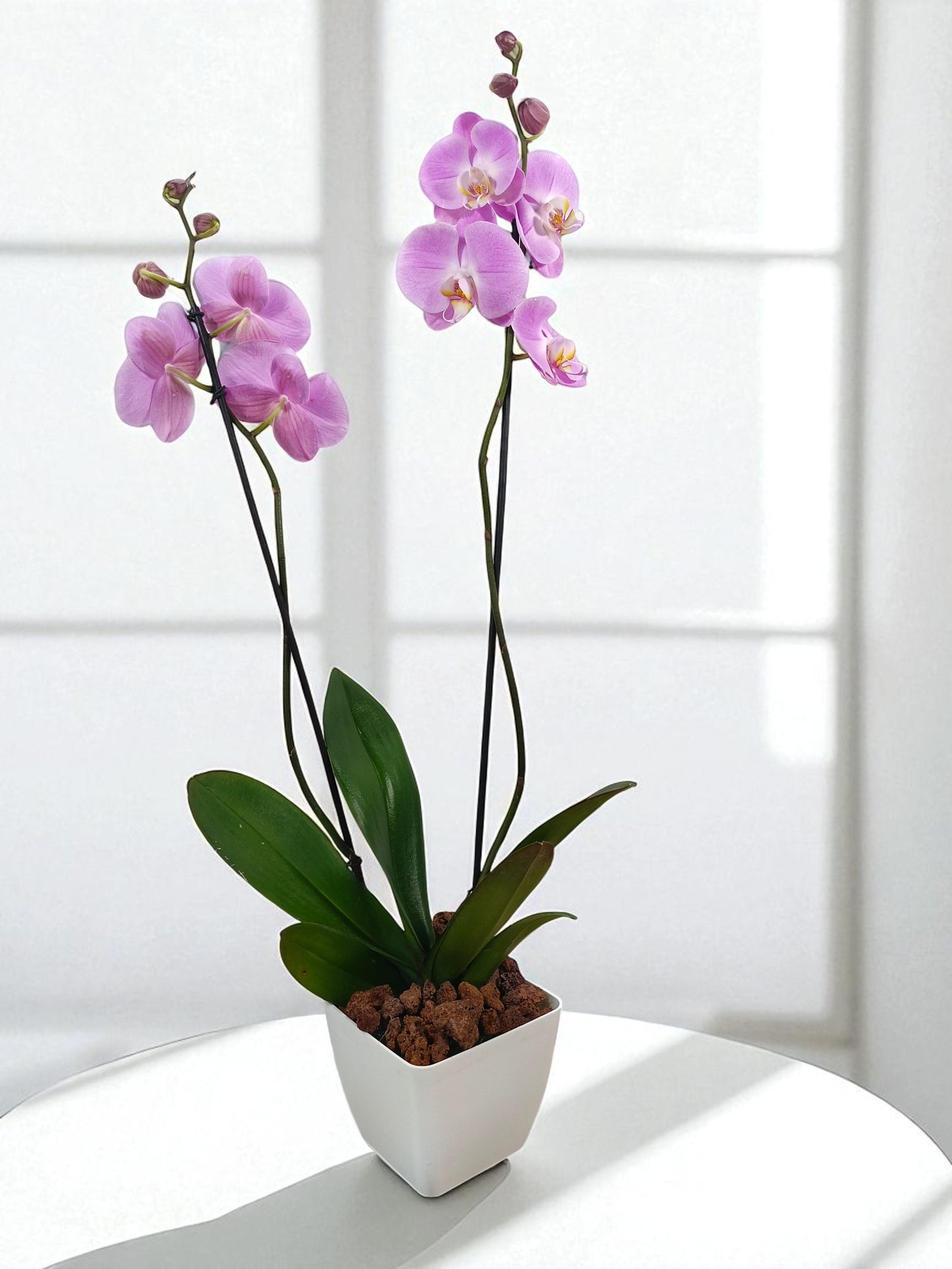 OR-IND Orquídeas Rosas gigantes Phalaenopsis flores