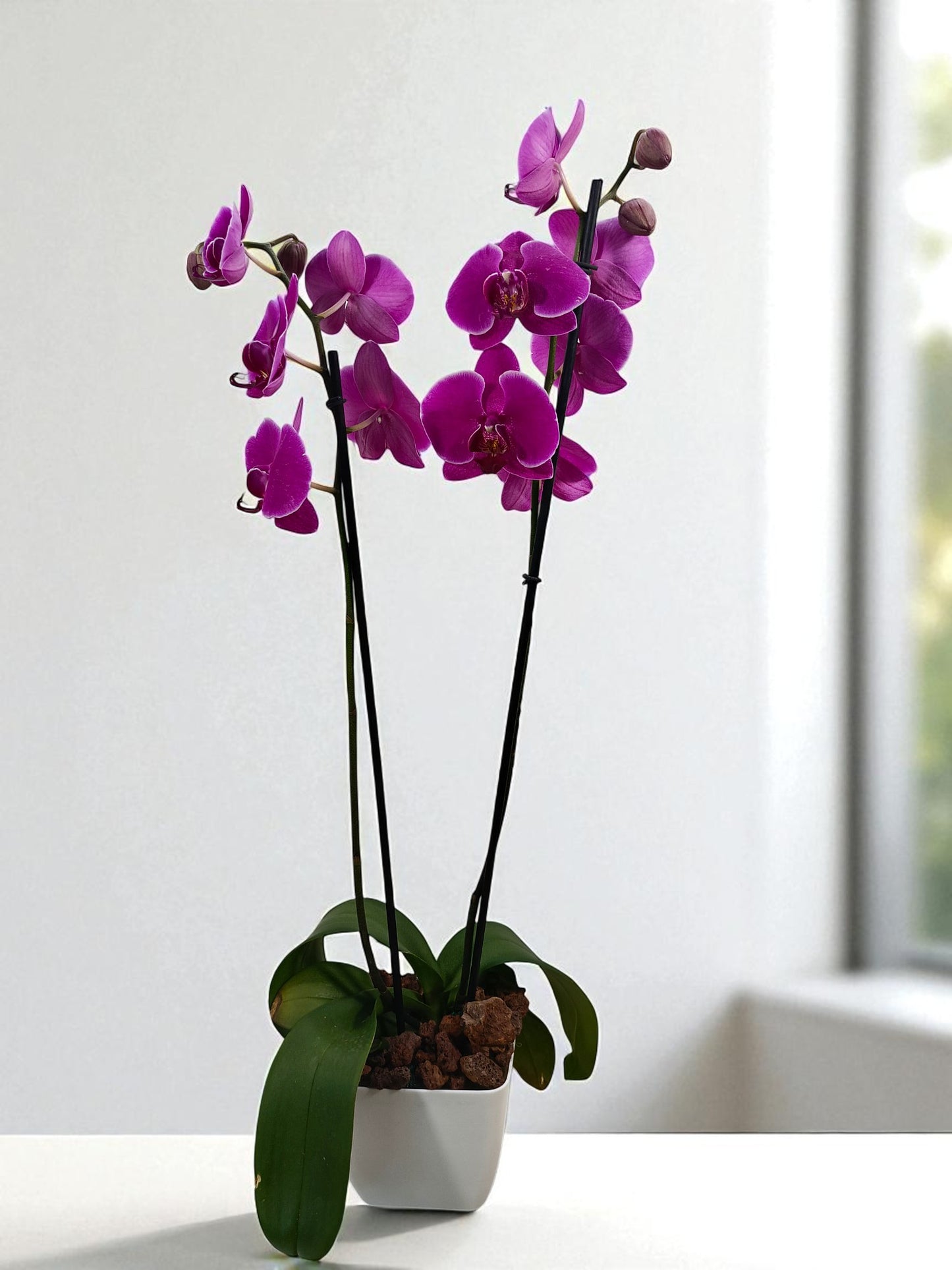 OR-IND Orquídeas Moradas Phalaenopsis flores