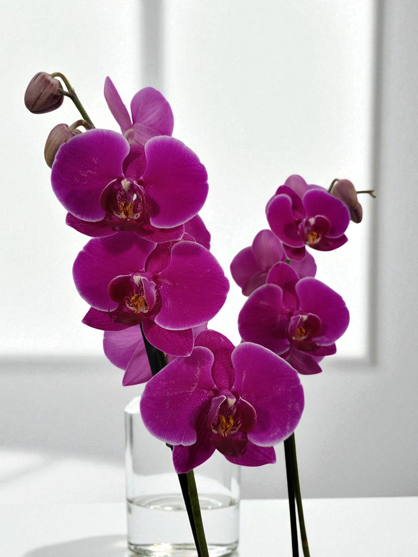 OR-IND Orquídeas Moradas Phalaenopsis flores