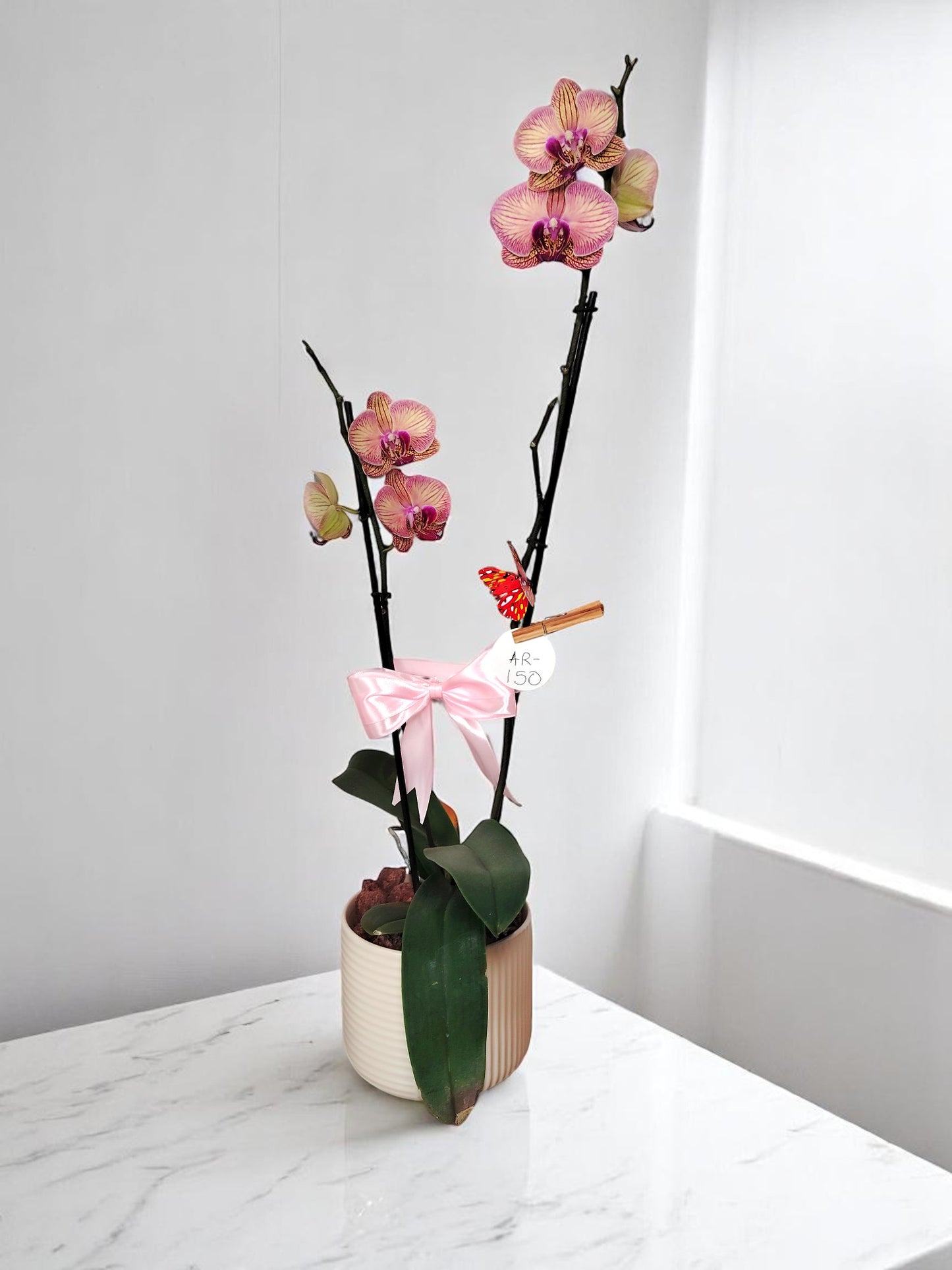 AR-150 Arreglo Ind Phalaenopsis flor Salmon fiuscia