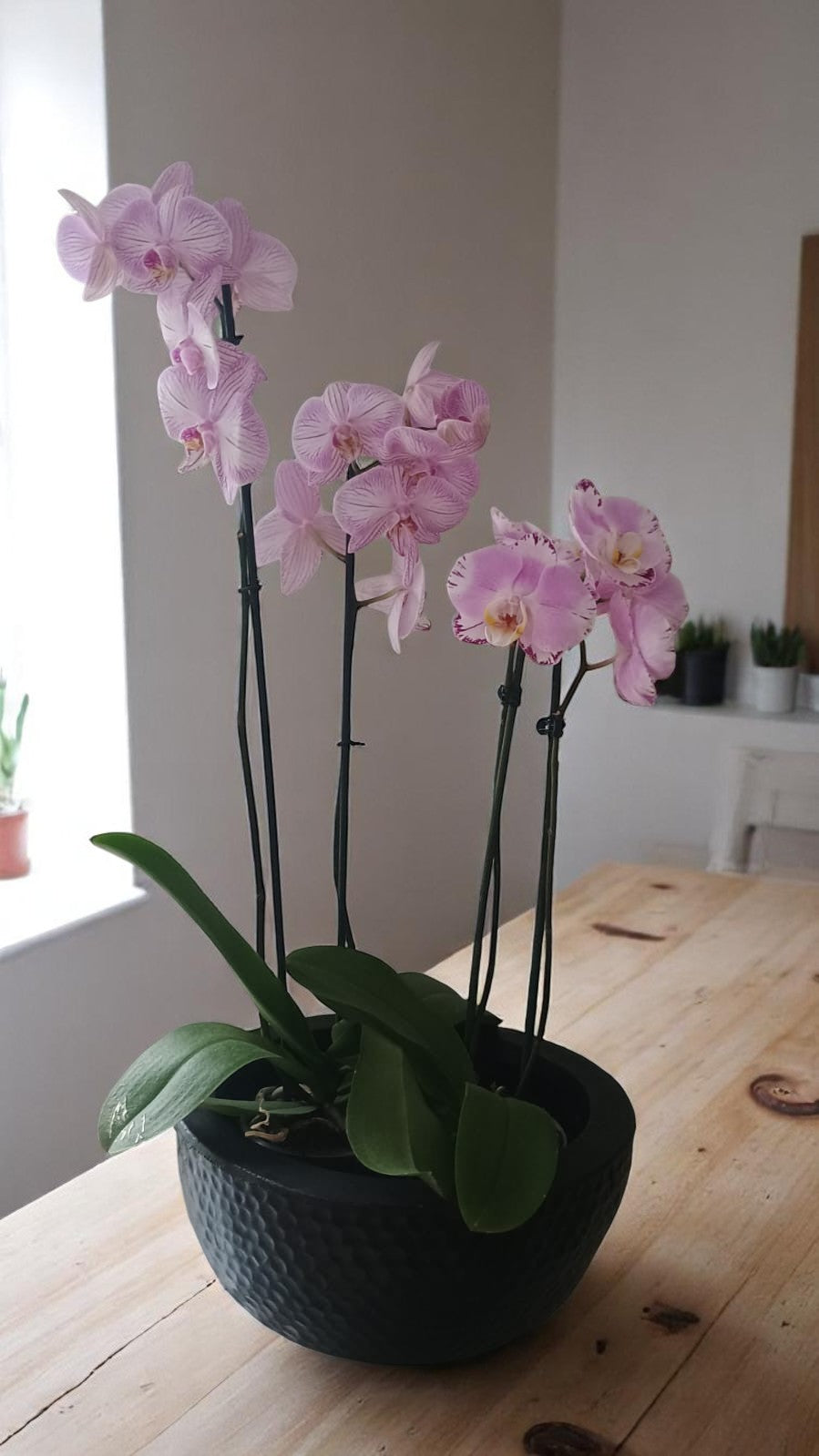 AR-149 Arreglo tazón chocolate phalaenopsis rosas