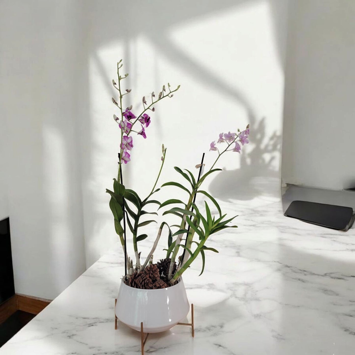 AR-002 Arreglo orquidea base Premium