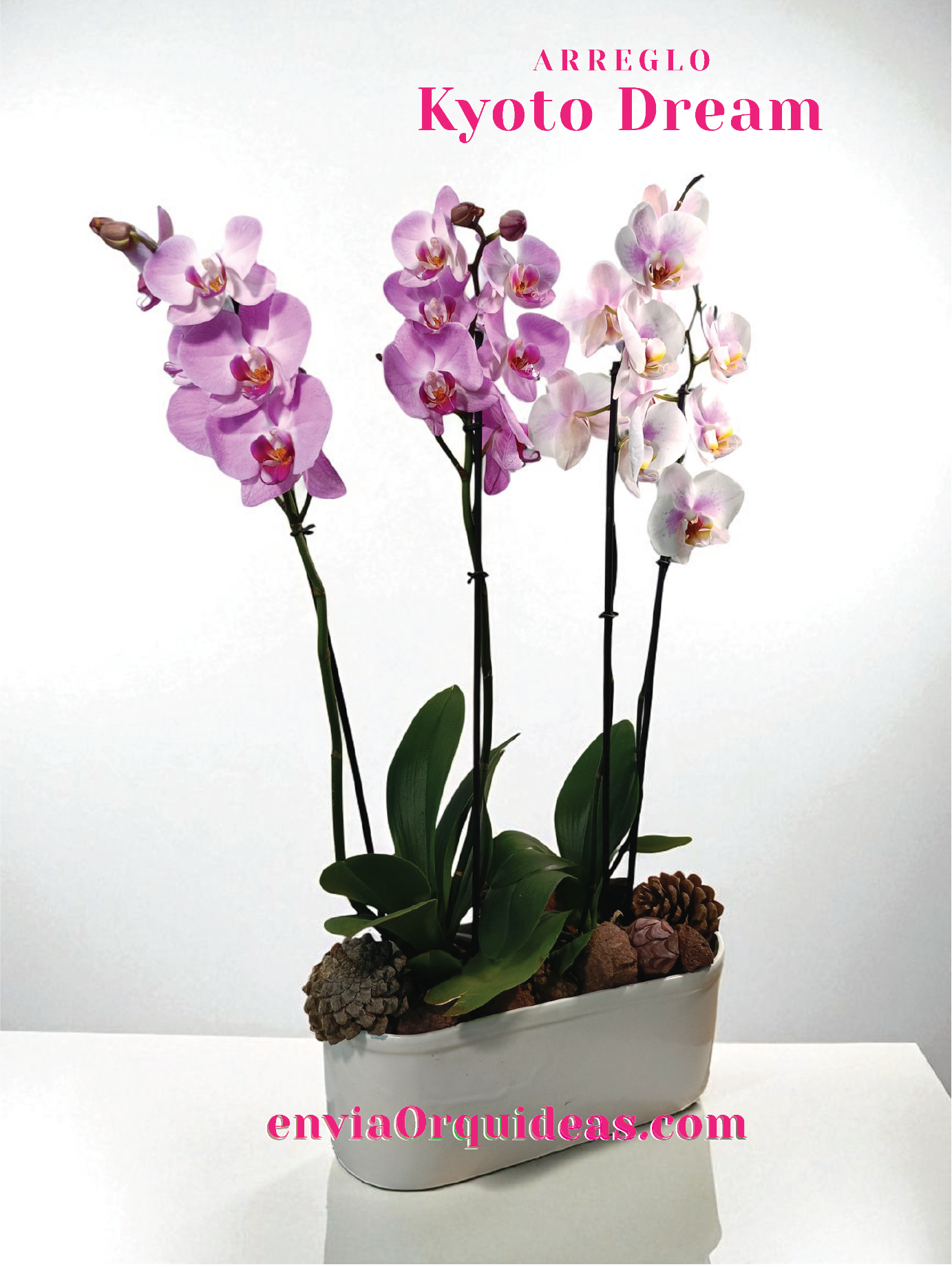 AU-002 Kyoto Dream Orquídeas
