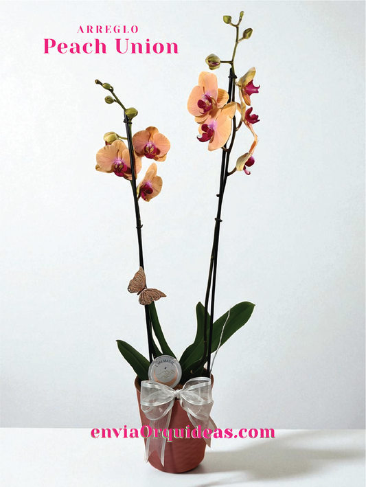 AU-009 Peach Union Orquidea