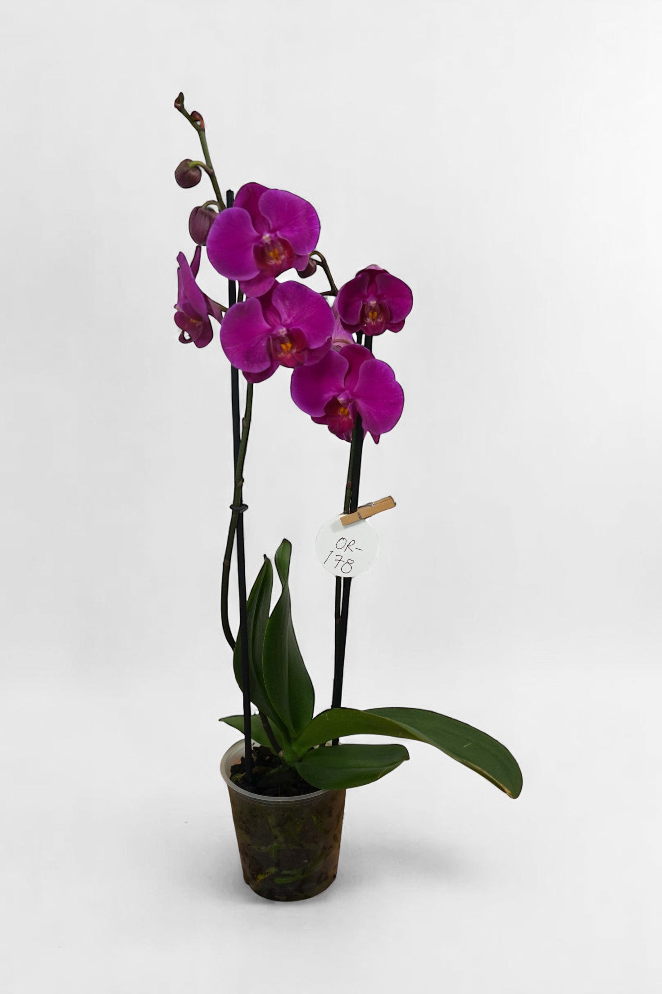 OR-178 Orquidea purpura Phalaenopsis