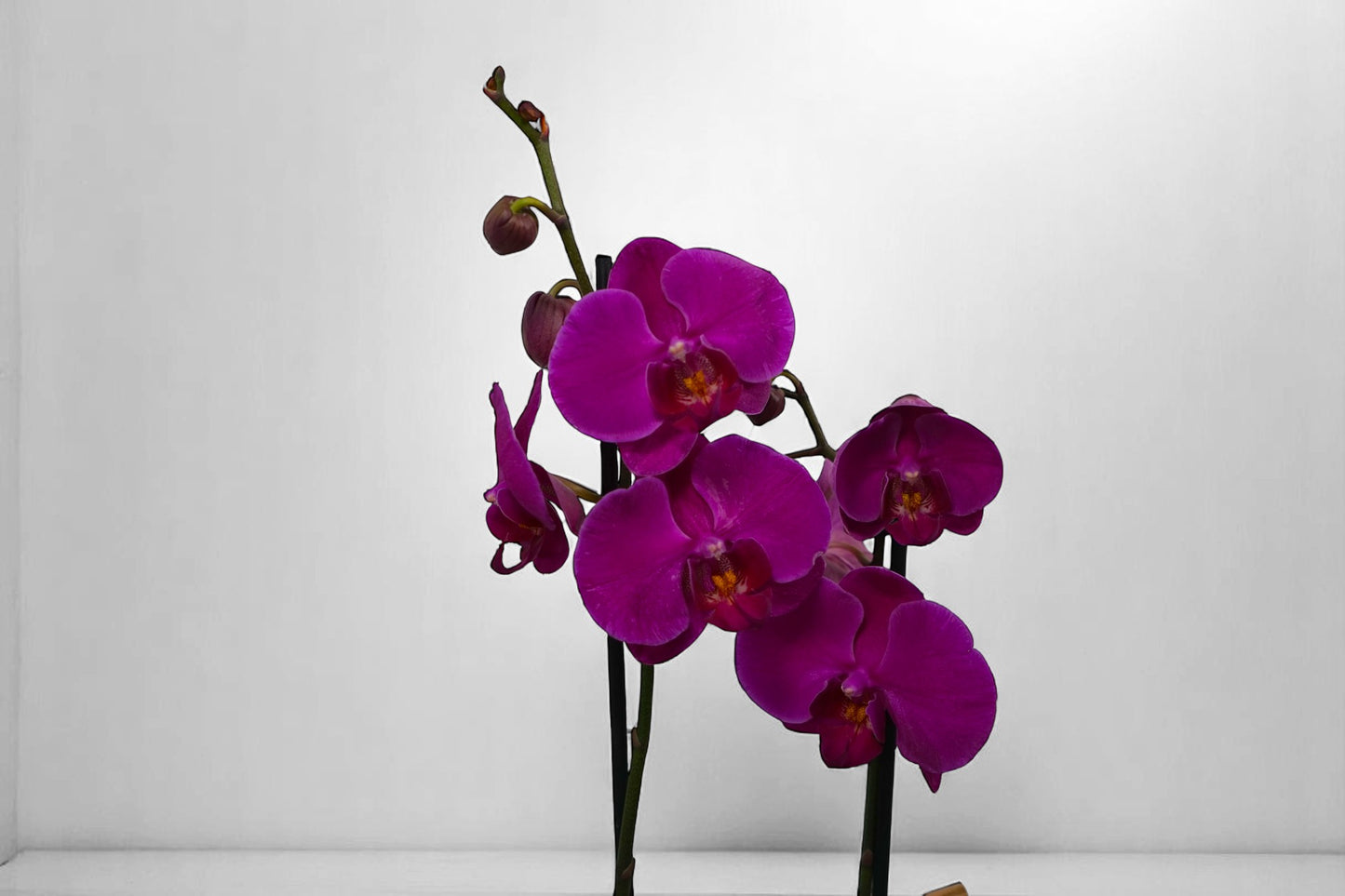 OR-178 Orquidea purpura Phalaenopsis