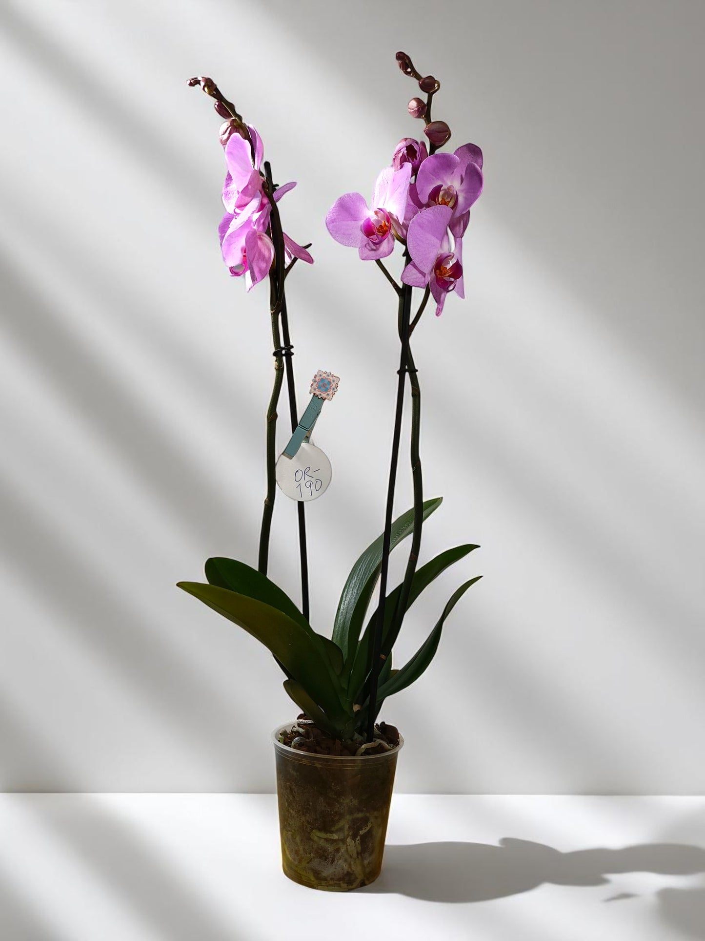 OR-190 Phalaenopsis rosada doble vara floral
