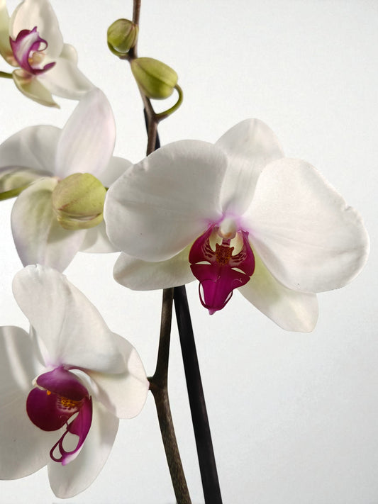 OR-IND Blanca con centro fiuscia Orquidea Phalaenopsis Individual