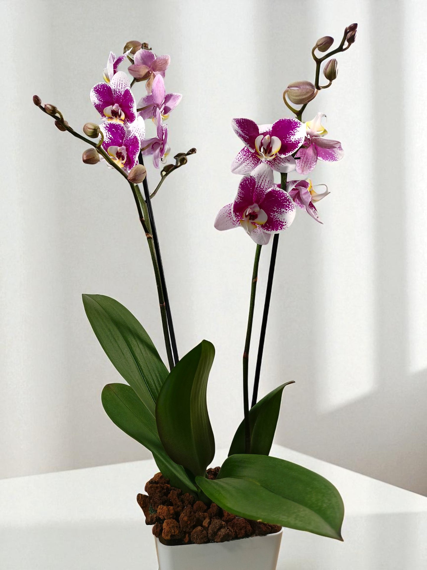 OR-IND Blanca jaspeado morado Orquidea Phalaenopsis flores