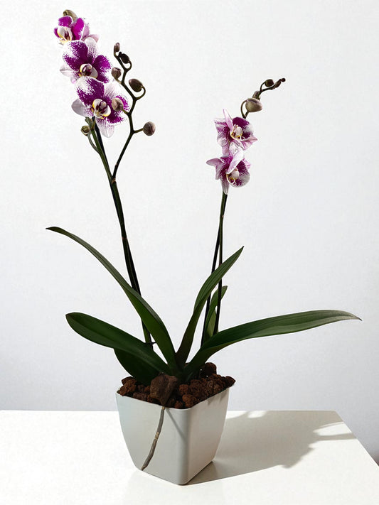 OR-IND Blanca jaspeado morado Orquidea Phalaenopsis flores
