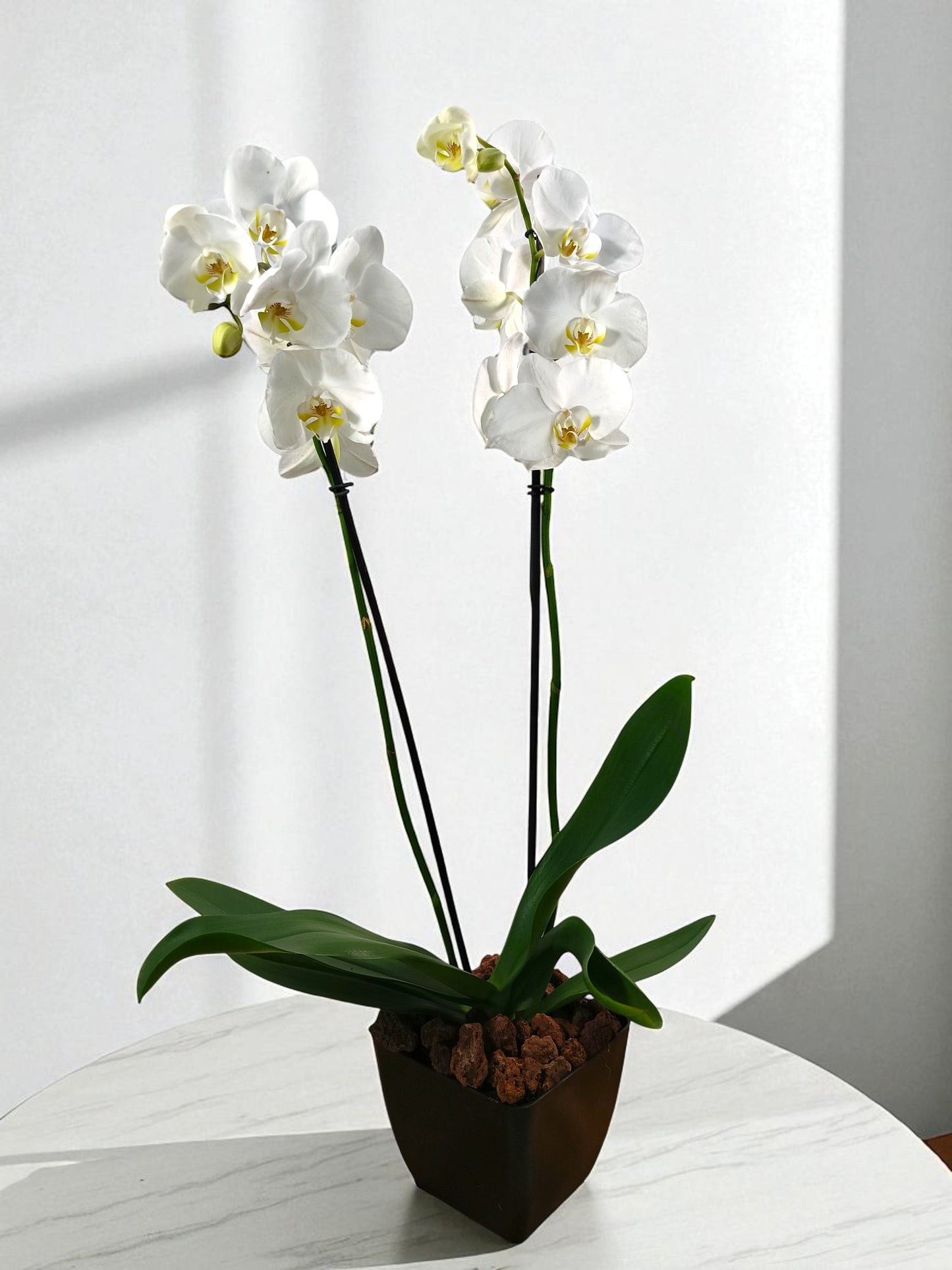 OR-IND Orquidea Blanca centro amarillo Phalaenopsis flores