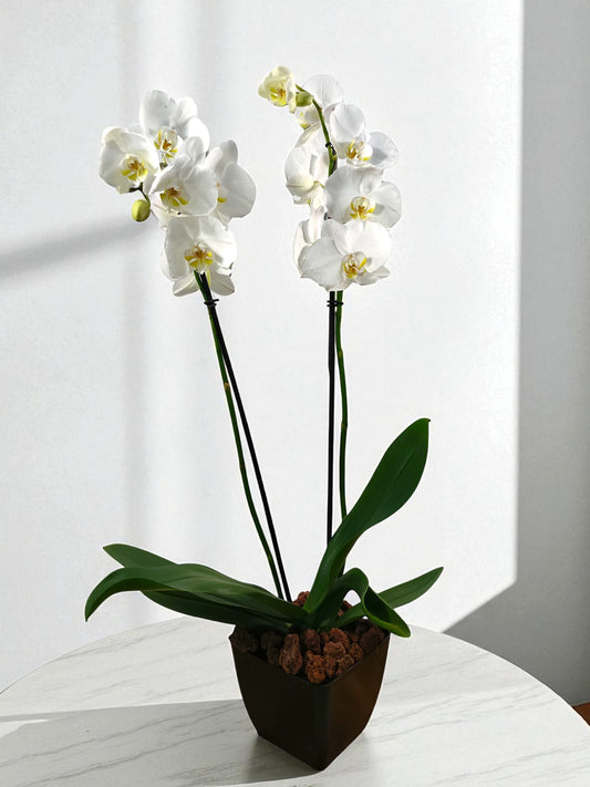 OR-IND Orquidea Blanca centro amarillo Phalaenopsis flores