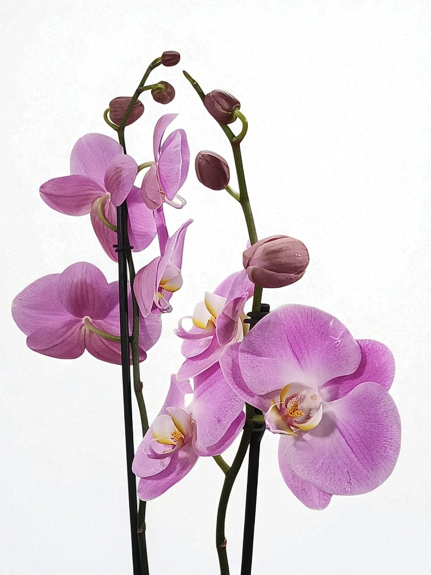 OR-IND Orquídeas Rosas gigantes Phalaenopsis flores