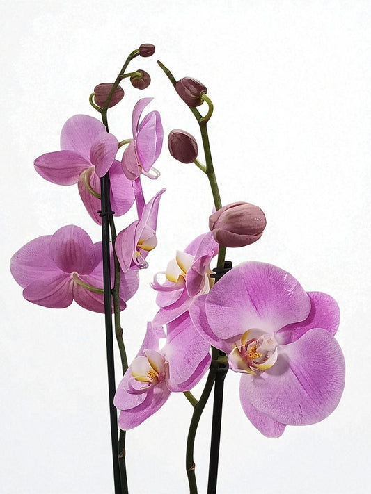 OR-IND Orquídeas Rosas gigantes Phalaenopsis flores