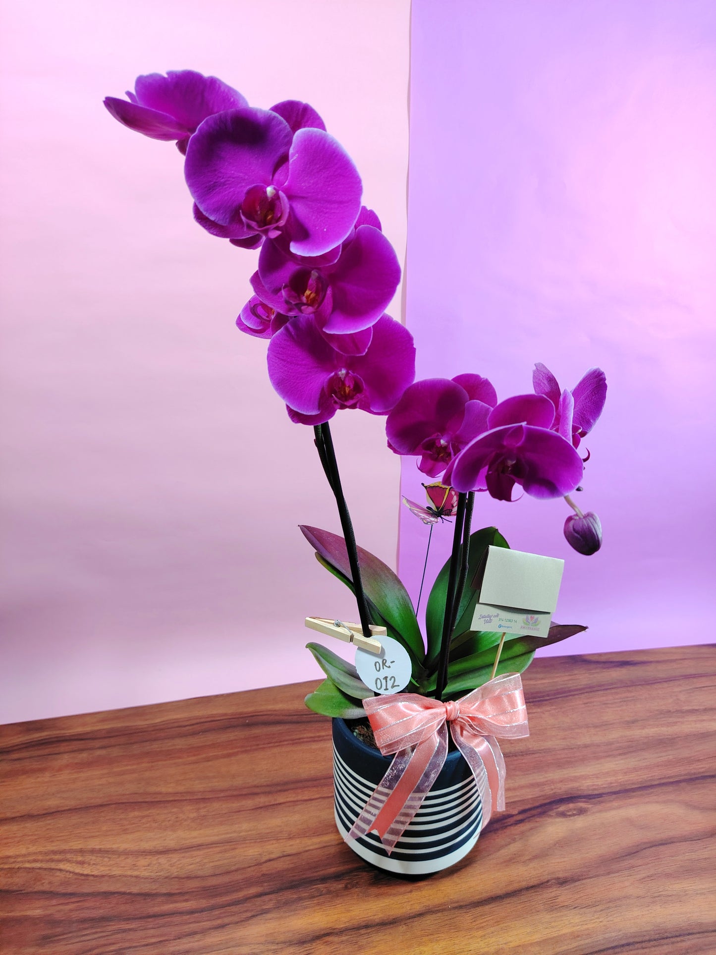 OR-012 Flor Orquídea grande Morada en Planta
